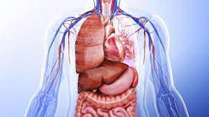 Did you know that you can survive without some of your human organs?